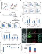 CD41a Antibody in Immunocytochemistry, Flow Cytometry (ICC/IF, Flow)