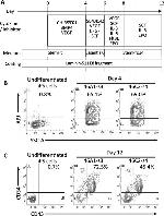 CD43 Antibody in Flow Cytometry (Flow)