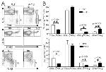 CD8b Antibody in Flow Cytometry (Flow)