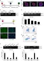 CD43 Antibody in Flow Cytometry (Flow)