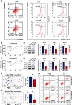 CD44 Antibody in Flow Cytometry (Flow)