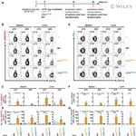 IFN gamma Antibody in Flow Cytometry (Flow)