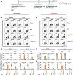 IFN gamma Antibody in Flow Cytometry (Flow)