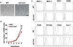 Ly-6A/E (Sca-1) Antibody in Flow Cytometry (Flow)