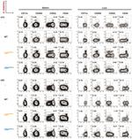 CD44 Antibody in Flow Cytometry (Flow)