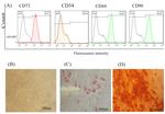 CD73 Antibody in Flow Cytometry (Flow)