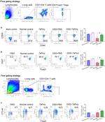 CD62L (L-Selectin) Antibody in Flow Cytometry (Flow)