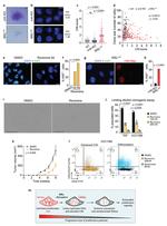 CD44 Antibody in Flow Cytometry (Flow)