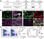 CD45 Antibody in Immunocytochemistry, Flow Cytometry (ICC/IF, Flow)