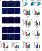 CCL2 (MCP-1) Antibody in Immunocytochemistry (ICC/IF)