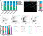 CD45 Antibody in Immunocytochemistry (ICC/IF)