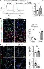 CD140a (PDGFRA) Antibody in Flow Cytometry (Flow)