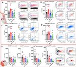 F4/80 Antibody in Flow Cytometry (Flow)