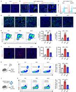 CD45 Antibody in Flow Cytometry (Flow)