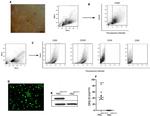 CD90.1 (Thy-1.1) Antibody in Flow Cytometry (Flow)