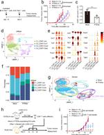 CD45 Antibody in Flow Cytometry (Flow)