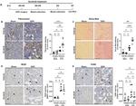 F4/80 Antibody in Immunohistochemistry (IHC)