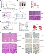 CD45 Antibody in Immunohistochemistry (IHC)