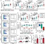 CD48 Antibody in Flow Cytometry (Flow)