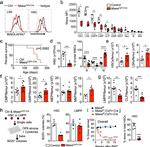 CD48 Antibody in Flow Cytometry (Flow)