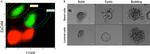 CD326 (EpCAM) Antibody in Immunocytochemistry (ICC/IF)