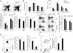 FOXP3 Antibody in Flow Cytometry (Flow)