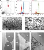 CD63 Antibody in Flow Cytometry (Flow)