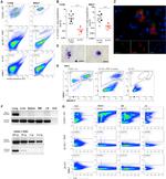 CD68 Antibody in Immunohistochemistry (IHC)