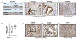 CD68 Antibody in Immunohistochemistry (IHC)