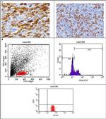 CD68 Antibody in Immunohistochemistry, Flow Cytometry (IHC, Flow)