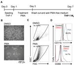 CD68 Antibody in Flow Cytometry (Flow)