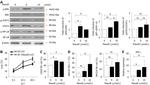 CD314 (NKG2D) Antibody in Flow Cytometry (Flow)