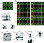 RPA2 Antibody in Western Blot (WB)