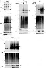 RPA2 Antibody in Western Blot (WB)