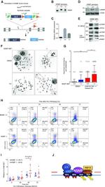 CD71 (Transferrin Receptor) Antibody in Flow Cytometry (Flow)