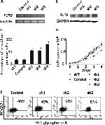 CD235a (Glycophorin A) Antibody in Flow Cytometry (Flow)