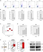 CD71 (Transferrin Receptor) Antibody in Flow Cytometry (Flow)