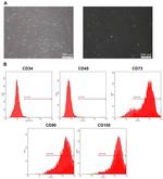 CD45 Antibody in Flow Cytometry (Flow)