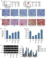 CD73 Antibody in Flow Cytometry (Flow)