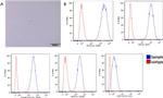 CD90 (Thy-1) Antibody in Flow Cytometry (Flow)