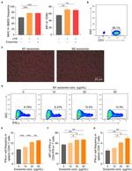 CD80 (B7-1) Antibody in Flow Cytometry (Flow)