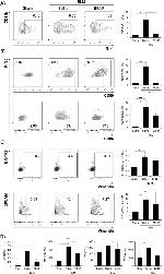 CD80 (B7-1) Antibody in Flow Cytometry (Flow)