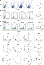 CD206 (MMR) Antibody in Flow Cytometry (Flow)