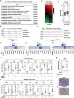 CD8a Antibody in Immunohistochemistry (IHC)