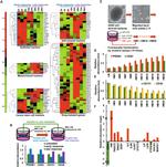 CD83 Antibody in Flow Cytometry (Flow)