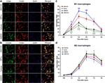 CD86 (B7-2) Antibody in Immunohistochemistry (IHC)