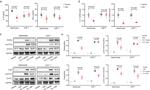 T-bet Antibody in Western Blot (WB)