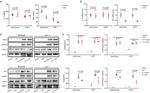 T-bet Antibody in Western Blot (WB)