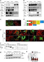 CDH11 Antibody in Western Blot (WB)