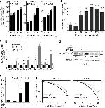 CD105 (Endoglin) Antibody in Flow Cytometry (Flow)